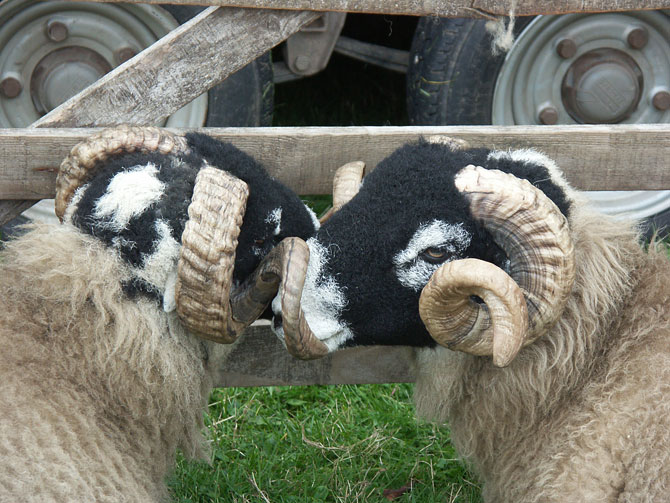 Swaledale Tups at a local agricultural show