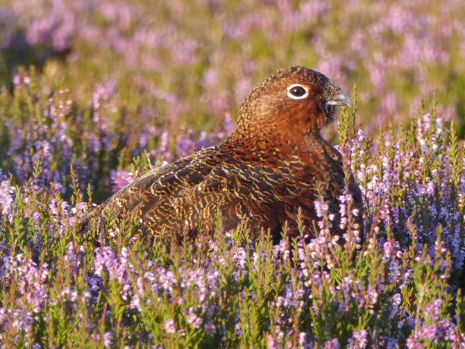 Grouse in heather on Askrigg Moor