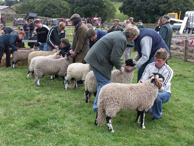 Swaledale sheep judging at the Moorcock Show in Garsdale