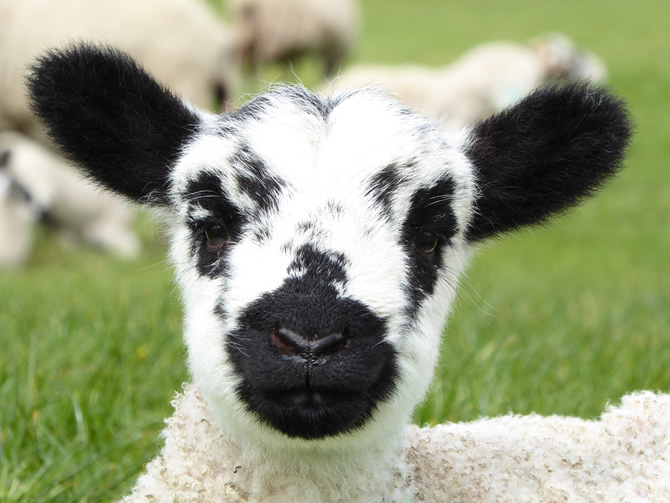 Lamb in Spring