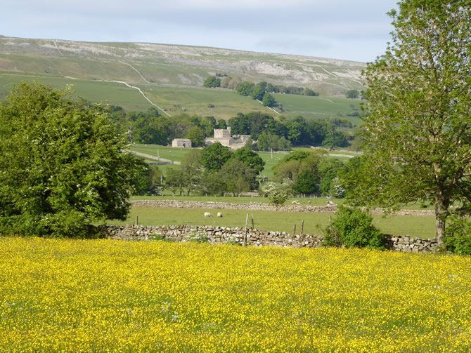 Buttercup meadow with Nappa Hall near Askrigg in Wensleydale