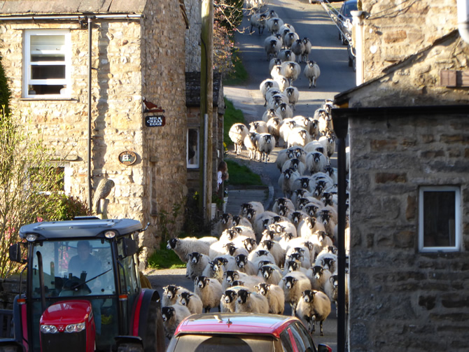 Bringing the sheep down for lambing in spring, Askrigg in Wensleydale