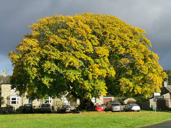 Autumn tree on Redmire Village Green in Wensleydale