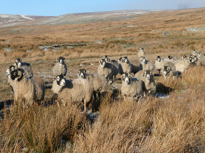 Swaledale sheep on Askrigg Moor