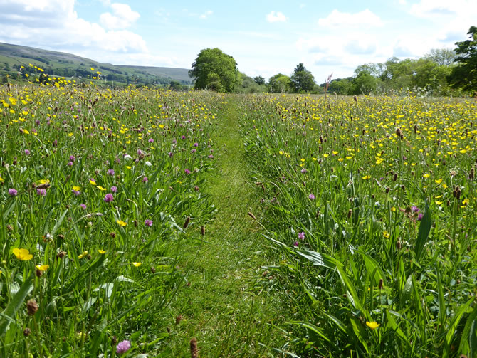 Footpath through the hay meadows, Askrigg in Wensleydale