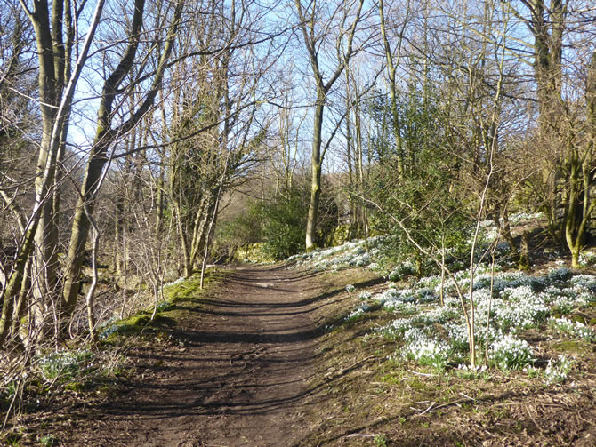 Footpath through the snowdrops at Mill Gill, Askrigg in Wensleydale